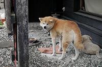 武家丸君