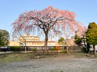 近所の公園に