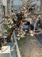 ちょっとだけお花見