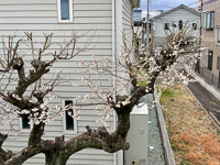 梅の花満開