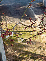 ポツンポツンと梅の花